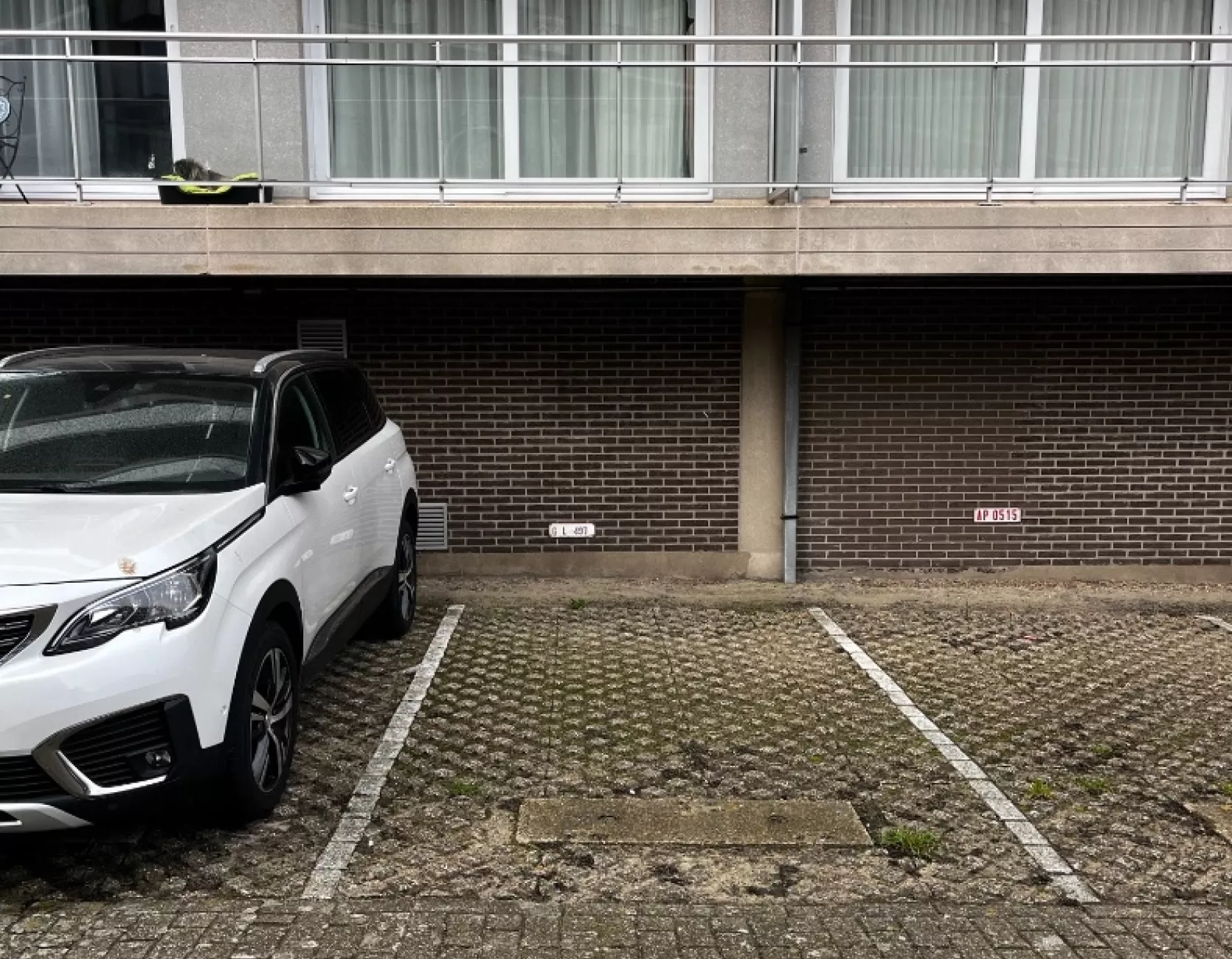 Zandroos I 05.01 Koksijde